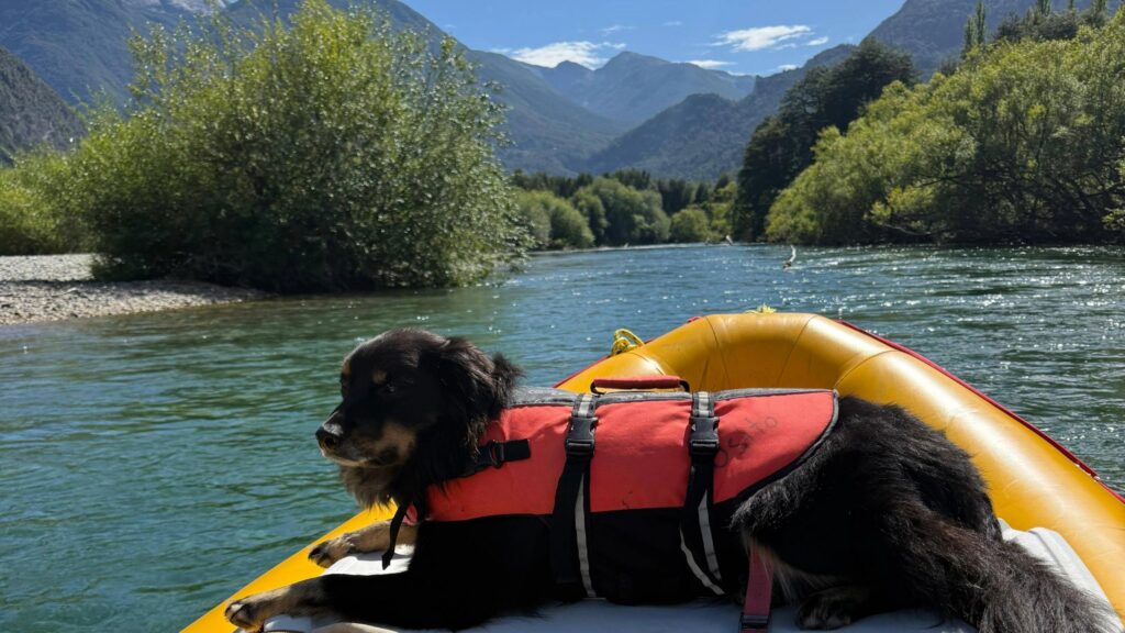 Dog named Osito wearing a life jacket sitting on a raft on the Futaleufu River