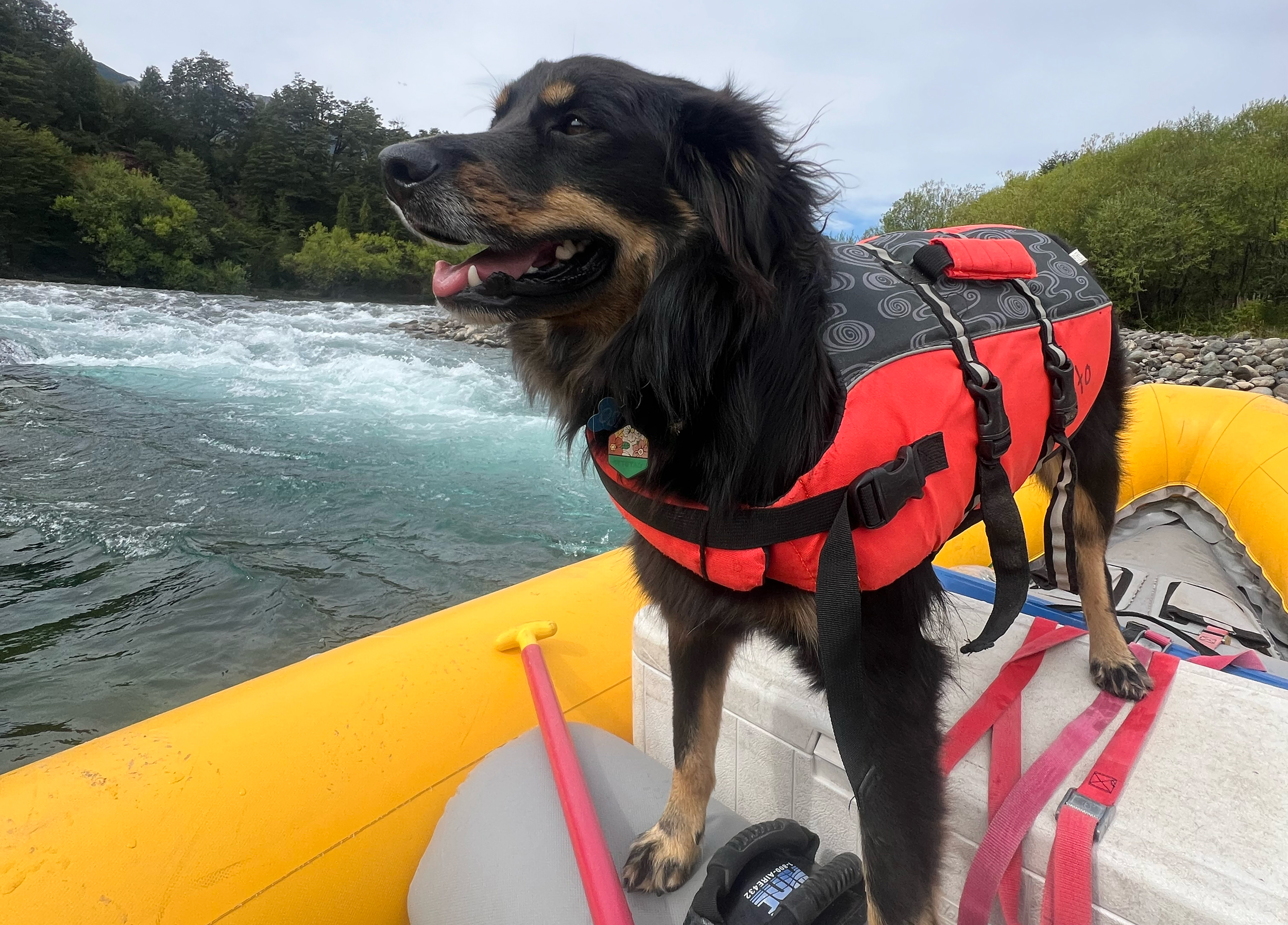 Read more about the article River Dogs