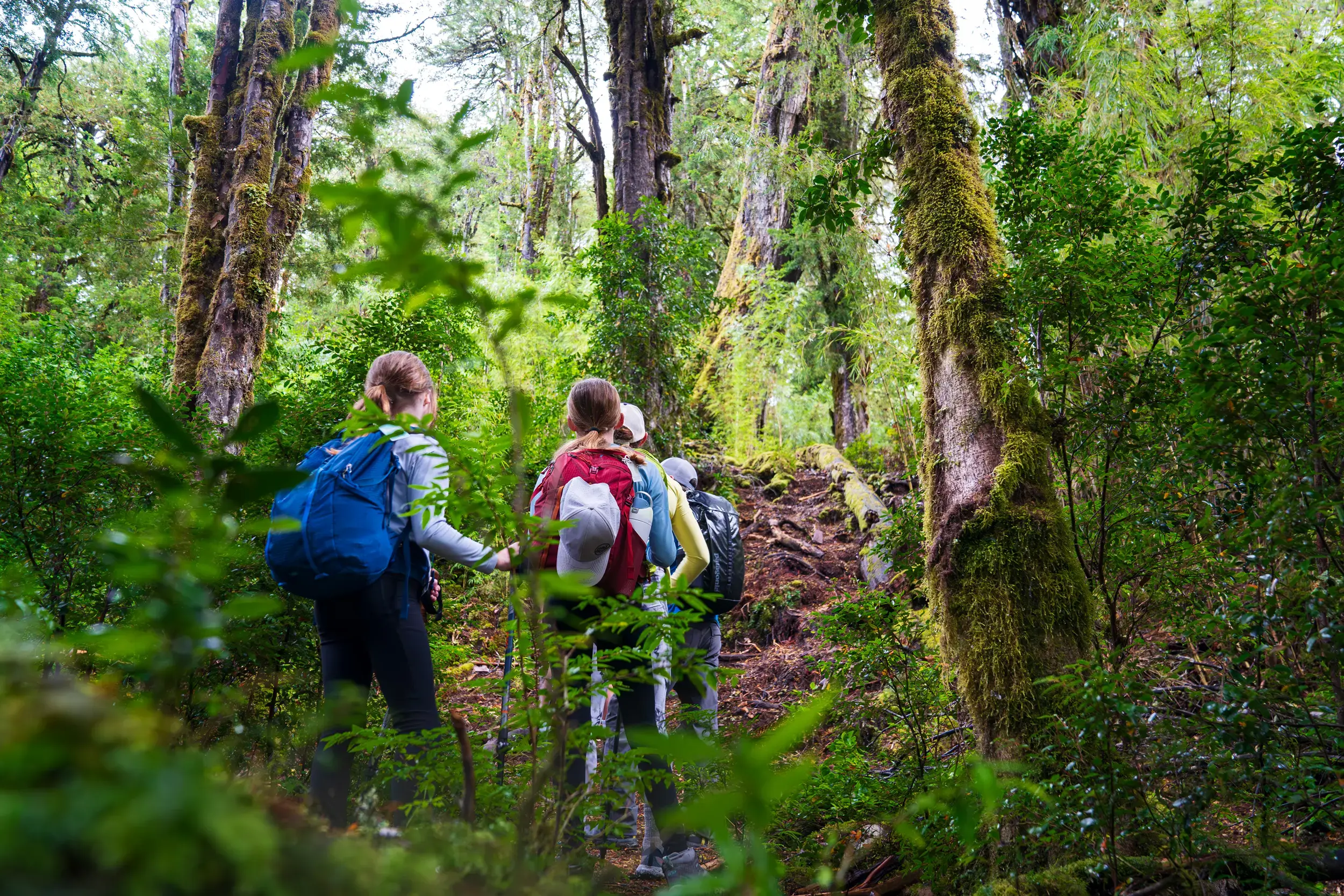 Futaleufu Old growth Forest